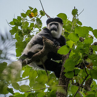 Lake Awassa - Black-and-white colobus